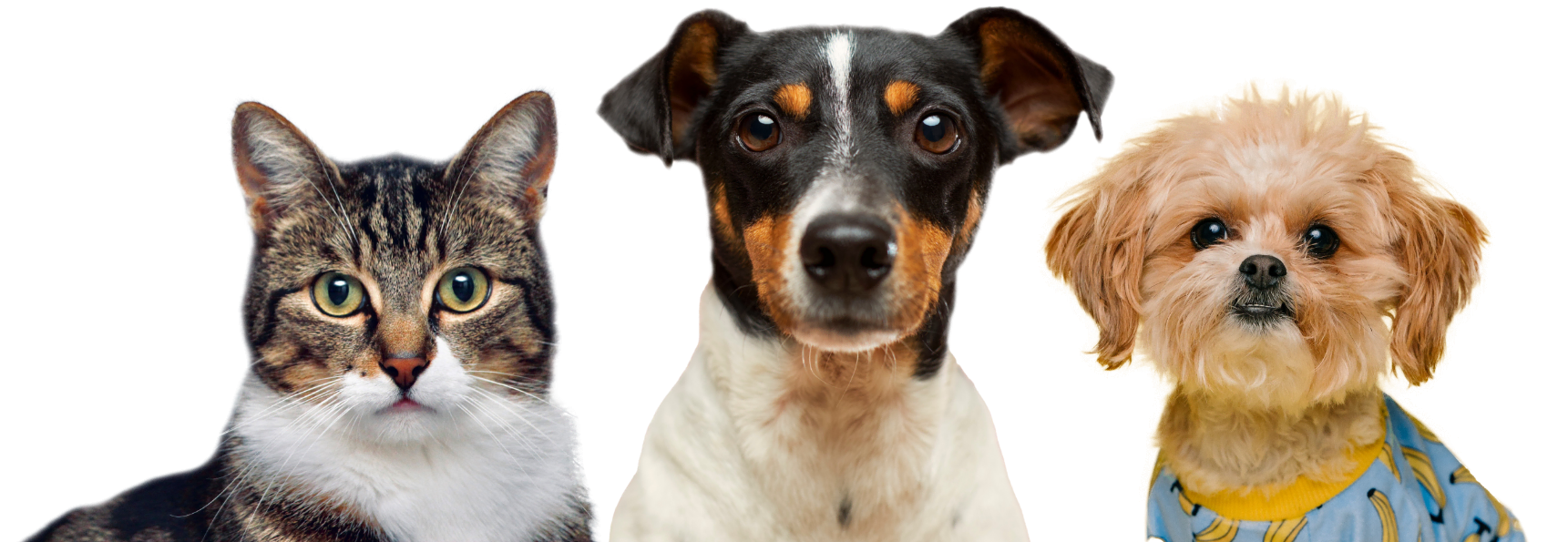 A cat and two dogs representing everyday pet essentials from Nuzzelo