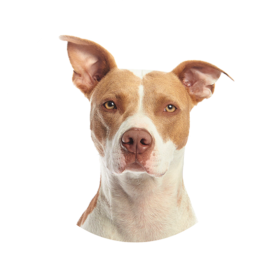 Dog ready for everyday adventures with Nuzzelo pet essentials