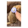 Cat using a grooming massage comb indoors
