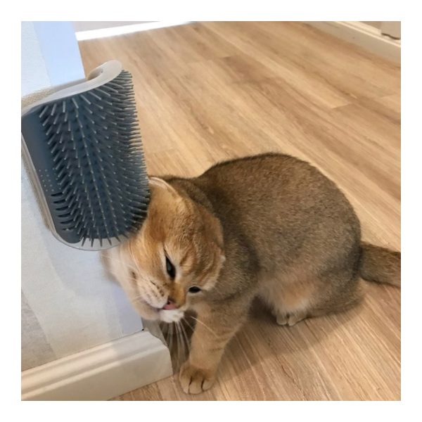 Cat using a wall mounted grooming brush indoors