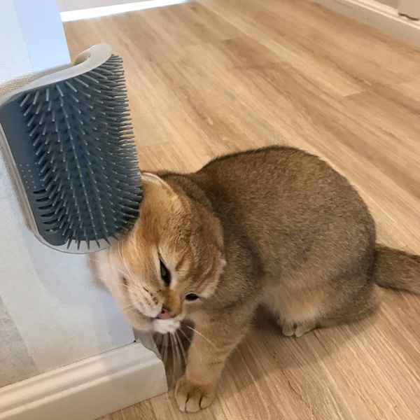 Cat Wall Grooming Brush Cat Wall Grooming Brush
