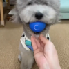 Dog Chew Ball Toy