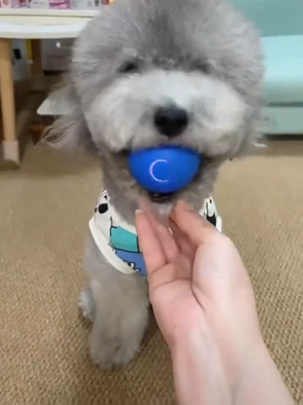 Dog Chew Ball Toy