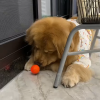 Dog Chew Ball Toy
