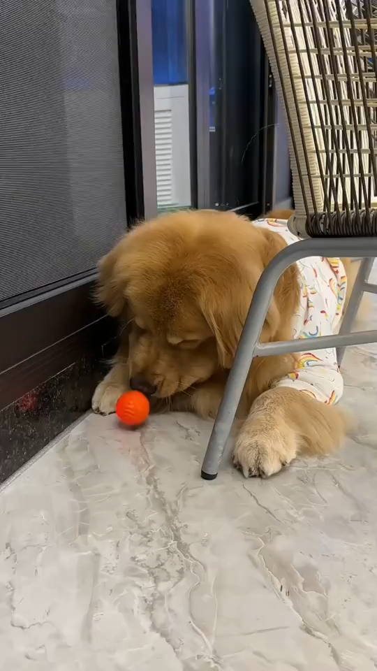 Dog Chew Ball Toy