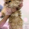 Cat Grooming Comb Cat Grooming Comb