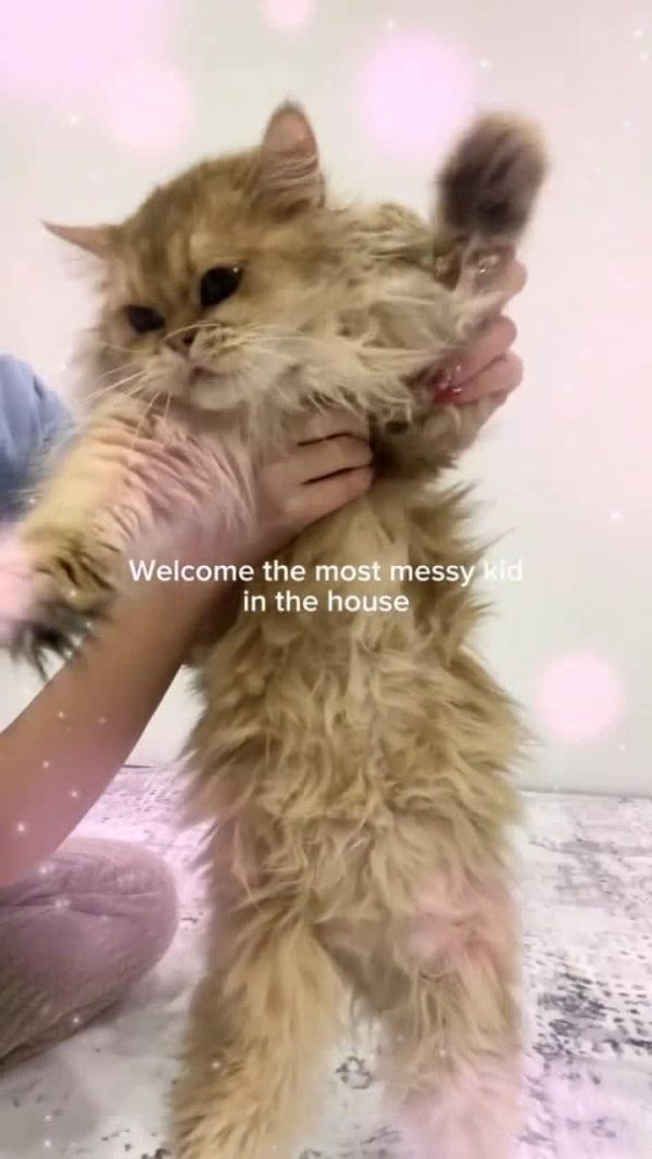 Cat Grooming Comb Cat Grooming Comb