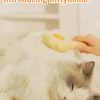 Cat Grooming Comb Cat Grooming Comb