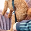 Dog Car Seat Belt