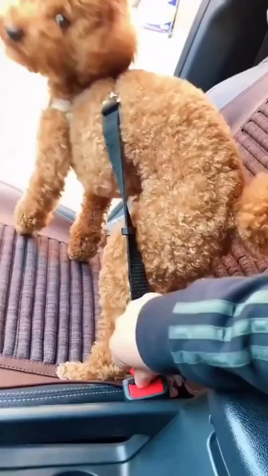 Dog Car Seat Belt