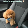 Dog Car Seat Belt