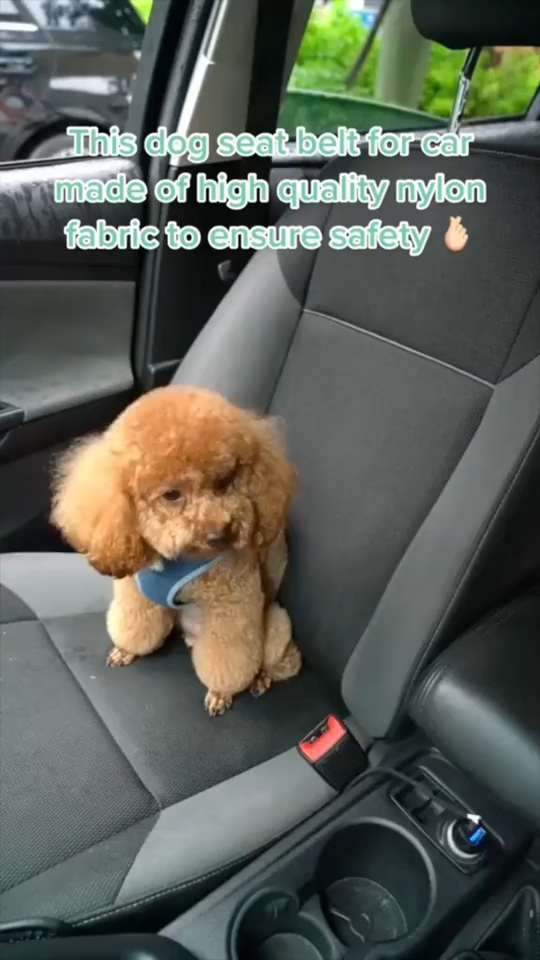 Dog Car Seat Belt