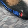 Dog Car Seat Belt
