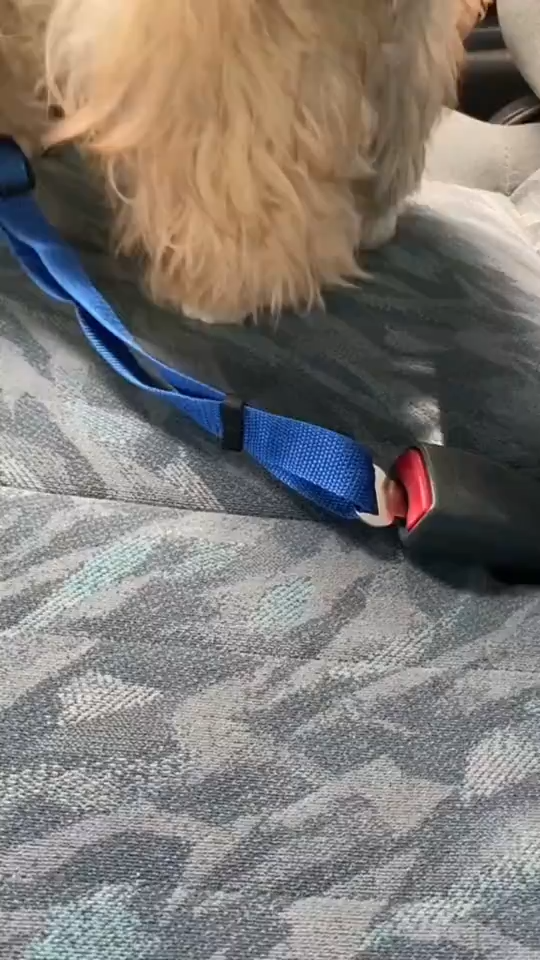 Dog Car Seat Belt