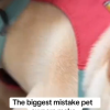 Dog Car Seat Belt