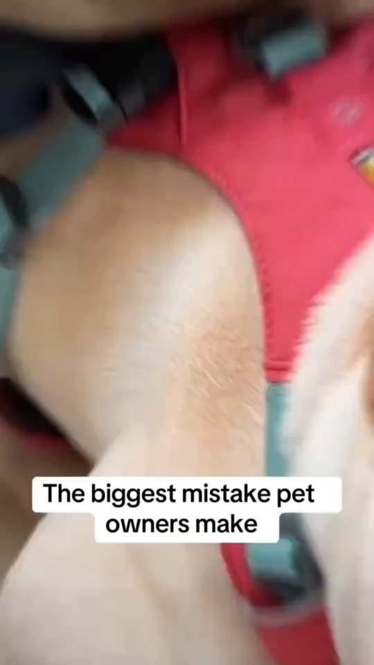 Dog Car Seat Belt