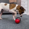 Dog Treat Puzzle Toy Dog Treat Puzzle Toy