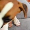 Dog Tug Toy