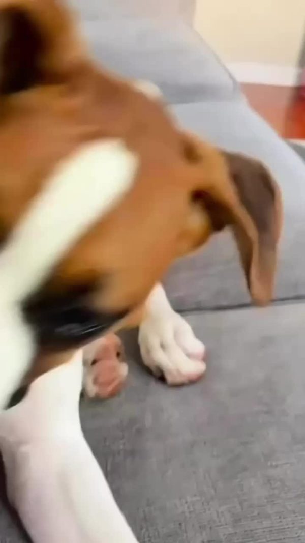 Dog Tug Toy