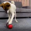 Dog Treat Puzzle Toy Dog Treat Puzzle Toy
