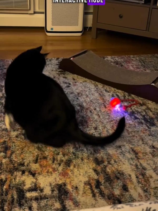 Interactive Cat Toy Ball Interactive Cat Toy Ball