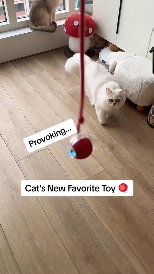 Interactive Cat Toy Ball Interactive Cat Toy Ball