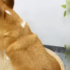 Pet Dematting Comb