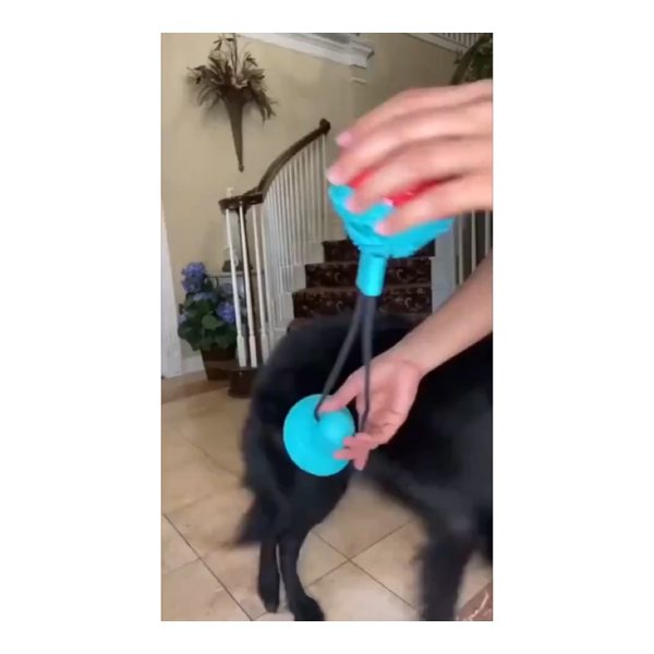 Suction Cup Dog Tug Toy - Indoor scene Dog playing with a suction cup tug toy indoors