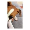 Suction Cup Dog Tug Toy - In use Dog interacting with a suction cup tug toy