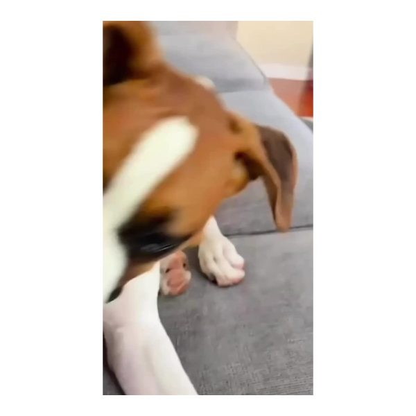 Suction Cup Dog Tug Toy - In use Dog interacting with a suction cup tug toy